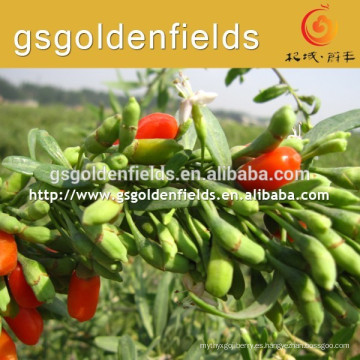 el tamaño de QIYU-1 tiene plántulas de goji berry de alta producción